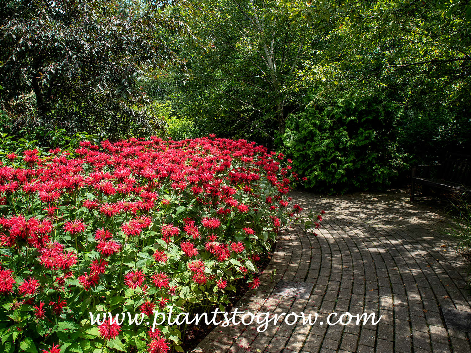 Gardenview Scarlet Bee Balm (Monarda) 
This is one of the nicest plantings of Monarda I have seen.  After the plants are done blooming, they are cut flush with the ground.